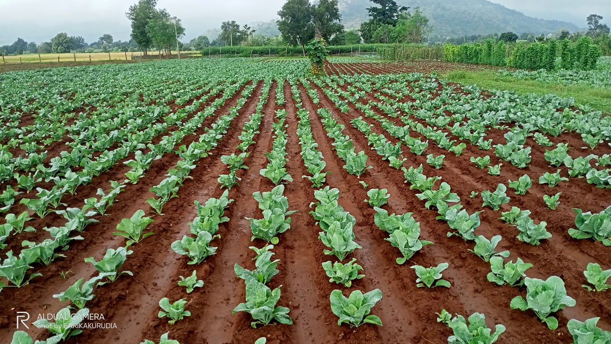 ADVANTAGES OF WEEDING YOUR FARM REGULARLY. 1. It helps to increase the yields of crops. By removing weeds, you're freeing up nutrients, light, and space for your crops to grow. 2. It helps to reduce the spread of pests and diseases. Weeds can act as hosts for pests and