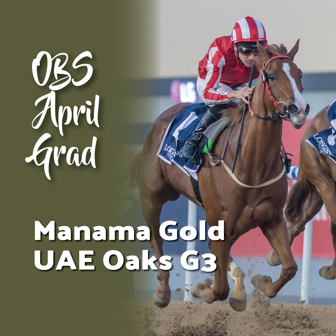Manama Gold (Star Guitar) is a 2023 OBS Spring purchase of $200k by Oliver St Lawrence Bloodstock. She recently won the G3 UAE Oaks at Meydan Racecourse during the Dubai World Cup Carnival. Get your next champion at OBS Spring on April 16-19. #obssales #twoyearoldsource #ocala