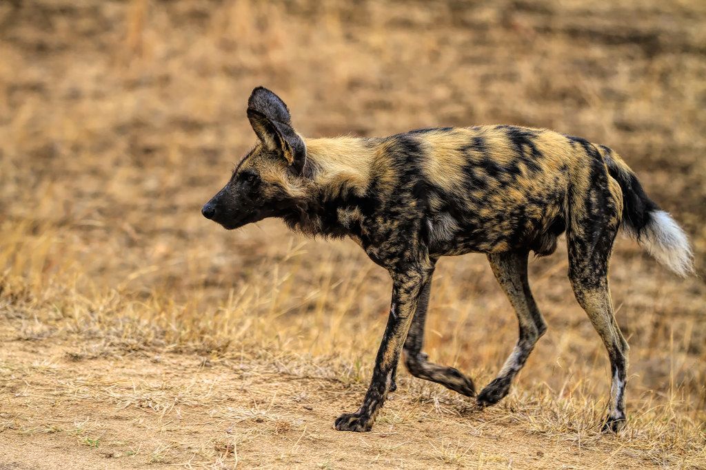 African Wild Dog on the move in South Africa buff.ly/49pJqjO #photography #travel #africa #southafrica #krugernationalpark #nationalpark #wildlife #wild #animal #nature #mammal