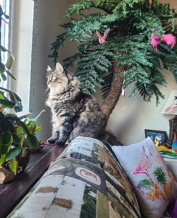 The pawparazzi caught me watching the birds on the deck. Ranger ❤️ #hedgewatch #whiskerswednesday #CatsOfTwitter #CatsAreFamily #naughtypetsclub #TABBY #WednesdayMotivation