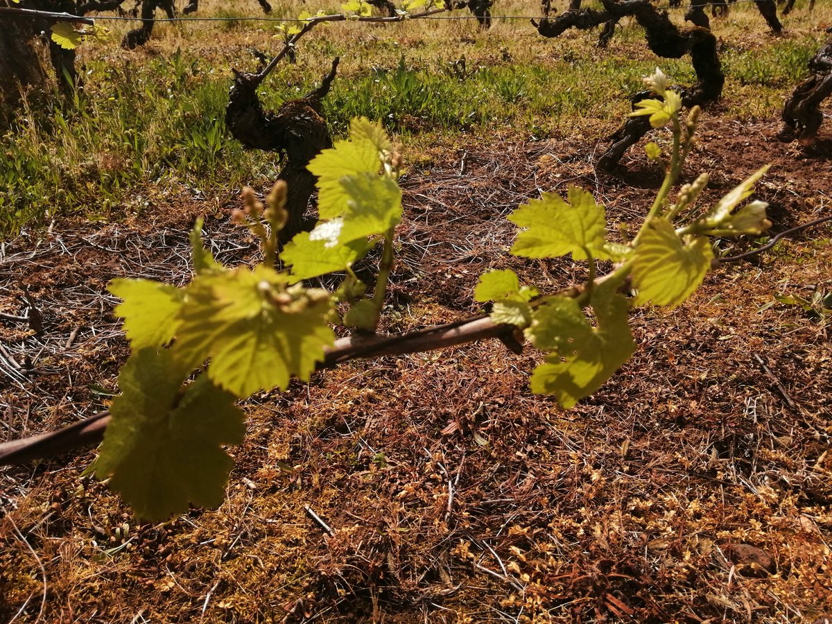 #366JoursChezDesVignerons
Jour 102

Pendant notre absence, la vigne a bien poussé ! 😁

🎶On avance, on avance 🎶

Stade 2 à 5 feuilles étalées 

#PointRaisin #beaujolais #StadePhénologique