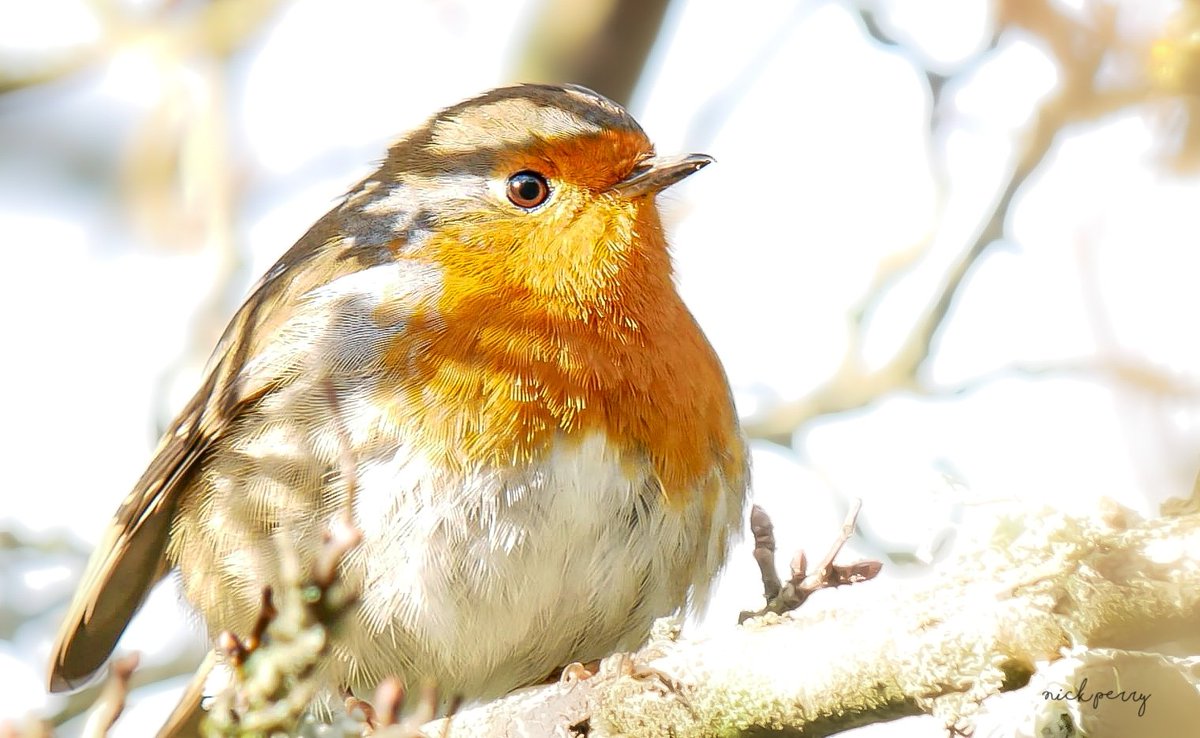 Today's #Robin 
Taken in January when the sun was actually out😁
#TwitterNatureCommunity 
#TwitterNaturePhotography 
#BirdsOfTwitter #birding
#NatureBeauty 
#NatureTherapy 🏴󠁧󠁢󠁷󠁬󠁳󠁿