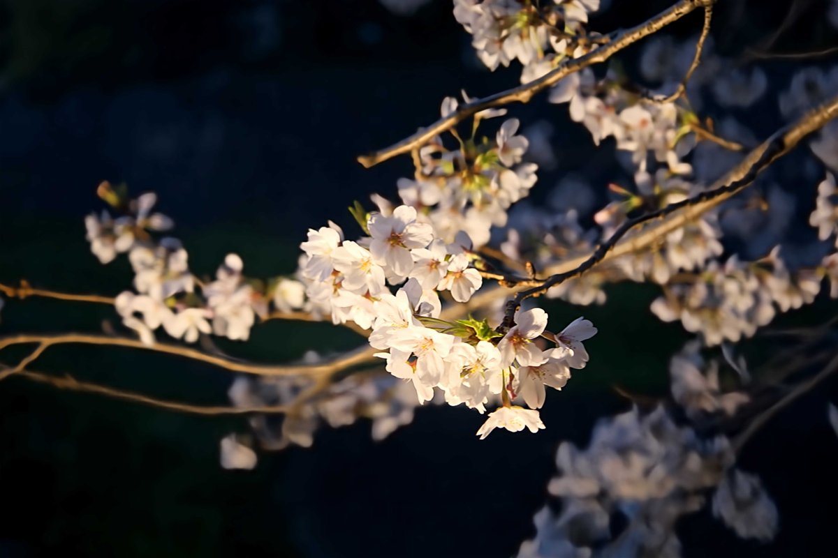 2024.04.01 MON    
長堀通り(熊本市中央区)        

#ファインダー越しの私の世界ᅠ #キリトリセカイ #写真の奏でる私の世界 #kumamotofinder #熊本ファインダー #熊本カメラ部 #カメラ初心者 #熊本市 #熊本 #桜 #さくら