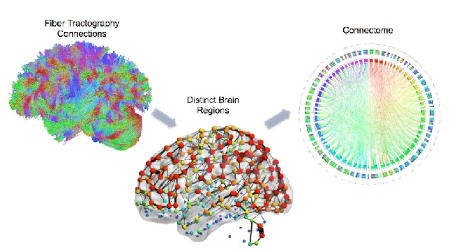 6. Connectome

• Comprehensive map of connections b/w brain neurons

• Devised to study brain related diseases like ADHD, Alzheimer etc.