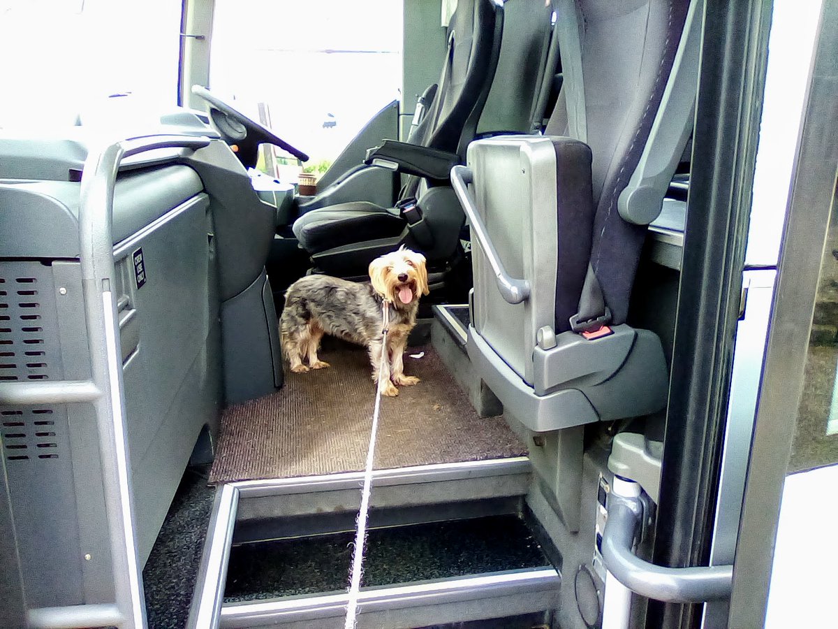 #200YearsOfBuses 
Like me, #Poppy 🐾 loves buses ❤️  looking forward to some bus journeys this summer #loveyourbus
