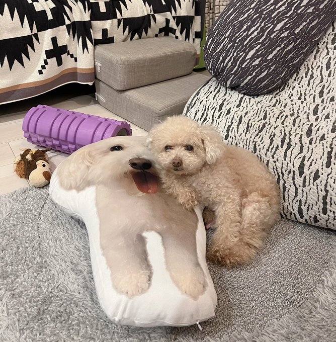 ボスの貫禄ありますわ〜  笑  コロちゃん14歳🐕 https://t.co/4K7488xQWL<a href="/tag/%E5%8F%B0%E7%81%A3%E6%94%9D%E5%BD%B1%E6%9C%83"class="tags"><span>#台灣攝影會</span></a><a href="/tag/foraver%E6%94%9D%E5%BD%B1%E6%9C%83"class="tags"><span>#foraver攝影會</span></a>