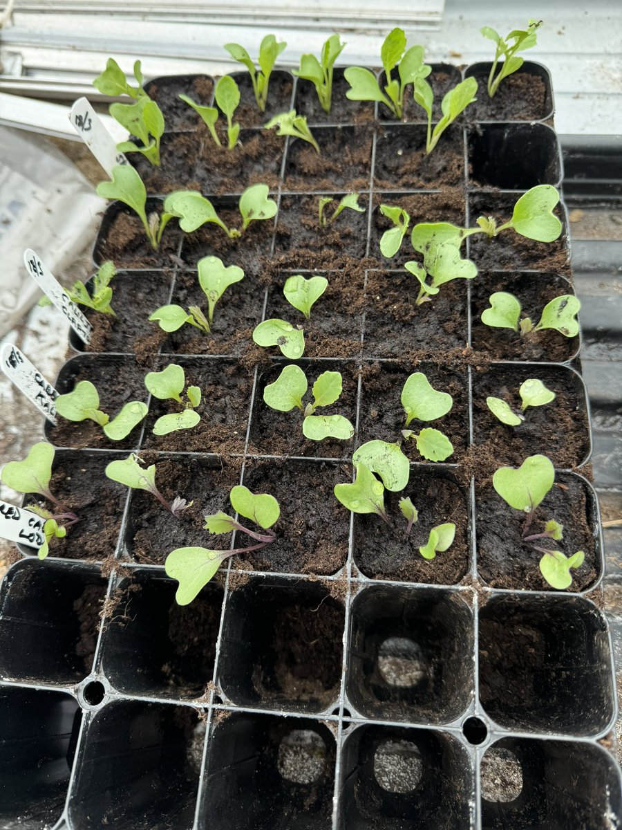 Potted on a few of the Brassica seedlings yesterday as they had got their first true leaves. Kept them in deep modules for now. The slugs and snails have had a little nibble so I will need to keep my eye on them. #gardening #allotment #Lancashire