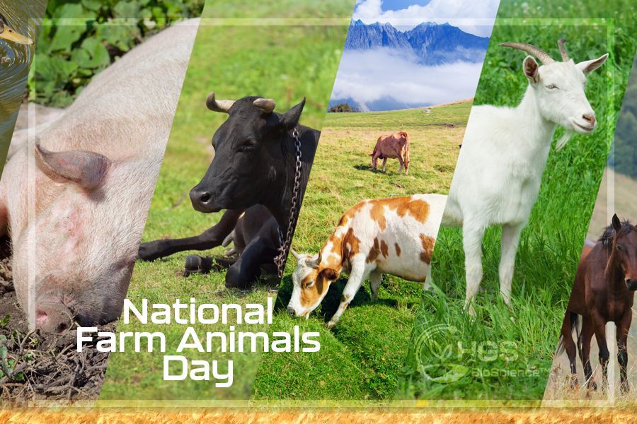 It's National Farm Animals Day!! Farm animals are so important to #soilhealth because they turn cover crops and crop residue into dollars while further improving the #soil by depositing manure. They also offer a means of terminating cover crops! 

#soilbiology #agronomy #farming