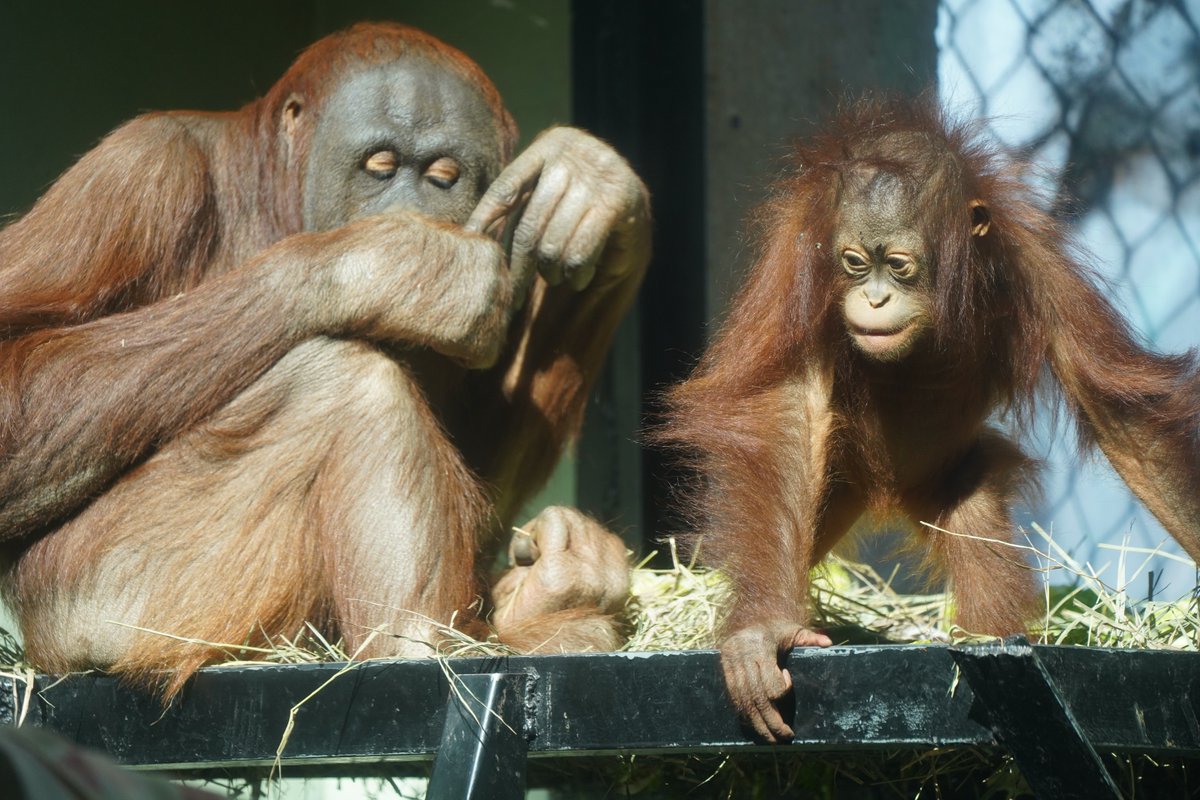 Happy #NationalSiblingDay! The Topeka Zoo is home to multiple sets of siblings/litter mates such as... 🐾 North American River Otter brothers Bruce & Crush 🐾 African Painted Dog brothers Ryker, Takoda, & Kellen 🐾 Bornean orangutan brother Bumi & (younger) sister Udara