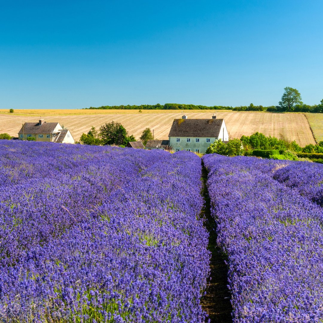 Summer trip to the Cotswolds? Yes please! 🙋‍♀️ This #NationalCoachWeek we’re highlighting some of the brilliant places you can travel to and holiday in by coach. 🚌 Which staycation do you fancy? 👀 #Coaches #CoachTravel #Travel #UKStaycations #Cotswolds #UKBreaks