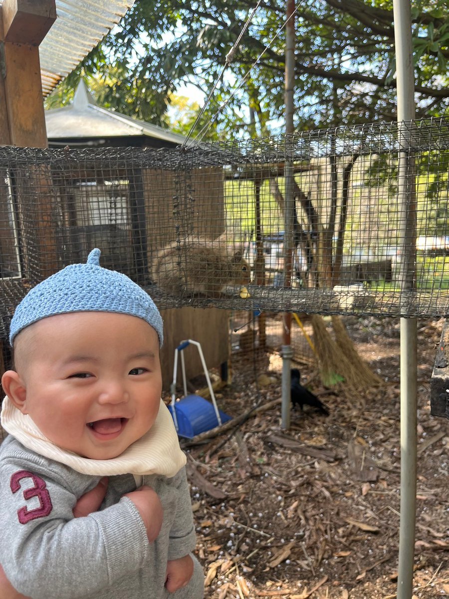 ニートなので智光山公園こども動物園に行ってきました
桜は散ってからも綺麗ですね
桜の絨毯です
いい顔しやがる息子氏