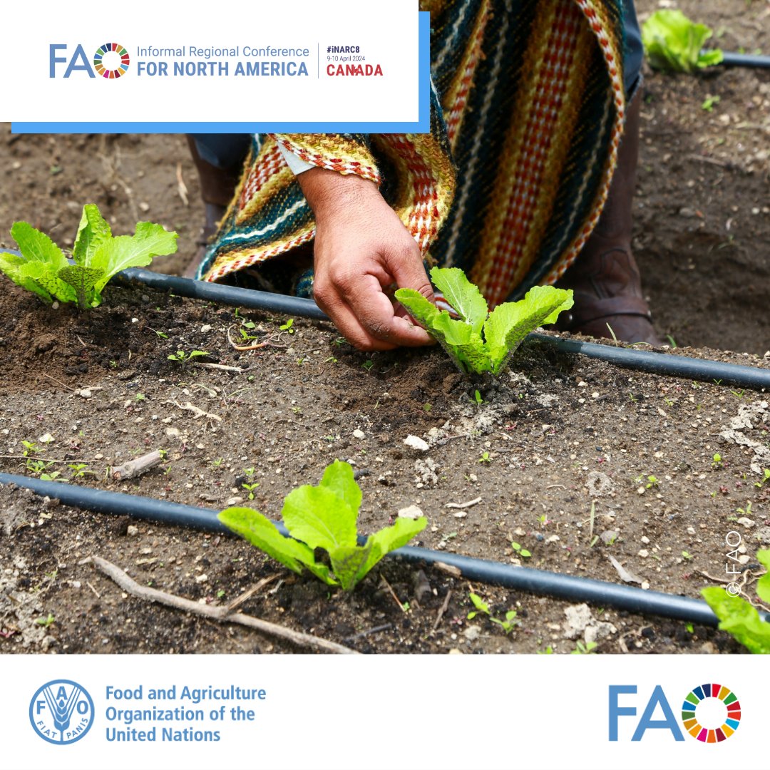 Science & innovation are key to transform the world's agrifood systems. @FAO, Canada & the United States are collaborating on building resilience for global #FoodSecurity through technology, research, and agricultural innovation. Read more 👉bit.ly/3B6wTTE #INARC8