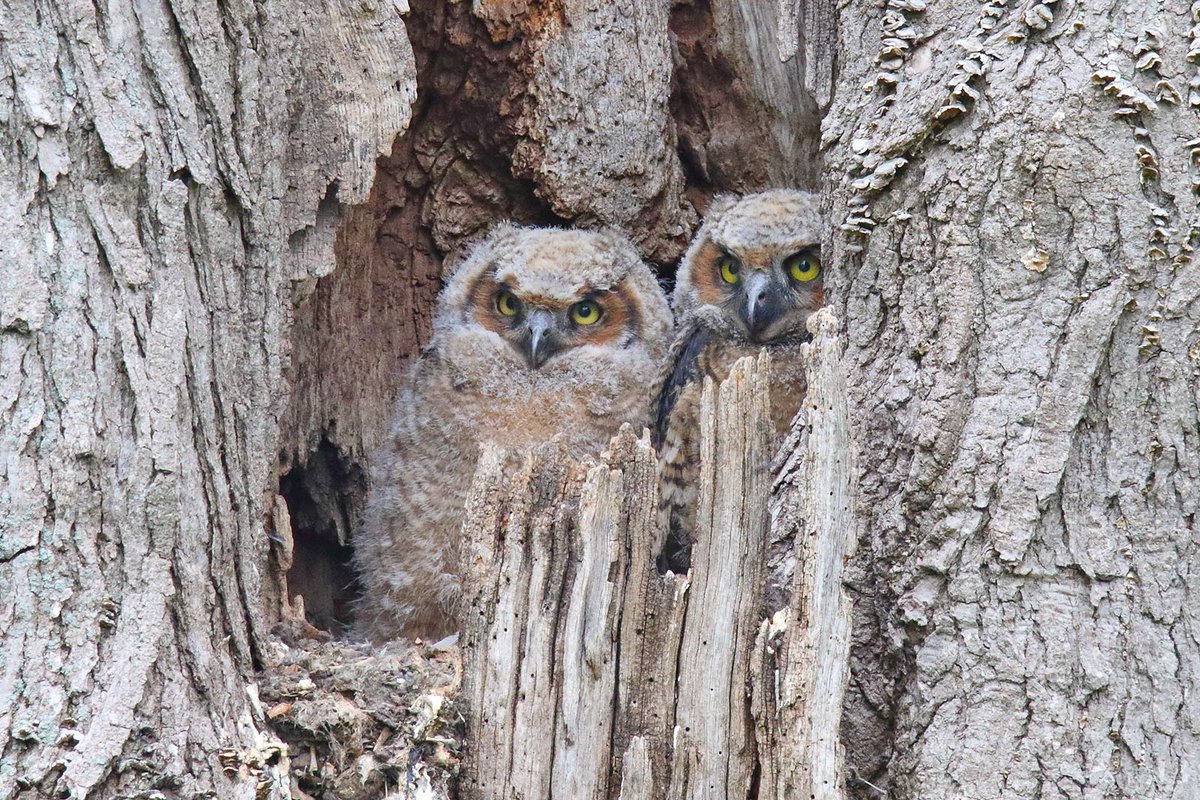 Have you heard? It's National Siblings' Day! Whoo is your favorite sibling? Great horned owlets may grow up with 2-3 siblings and as they grow, things often get crowded! 📷 courtesy of Gordon Garcia