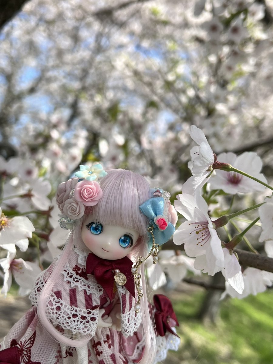 お嬢さんも連れて行ったけど、今年は桜の枝が剪定され過ぎてて(´；ω；`)
なんとかいつもの橋のところは撮った🌸

#桃兎紅茶館お洋服 
#mimiel_doll
