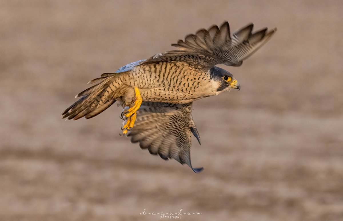 Peregrine falcon ............ @ LRK
#IndiAves #BBCWildlifePOTD #ThePhotoHour #natgeoindia #wildlifephotography #SonyAlpha #BirdsSeenIn2023