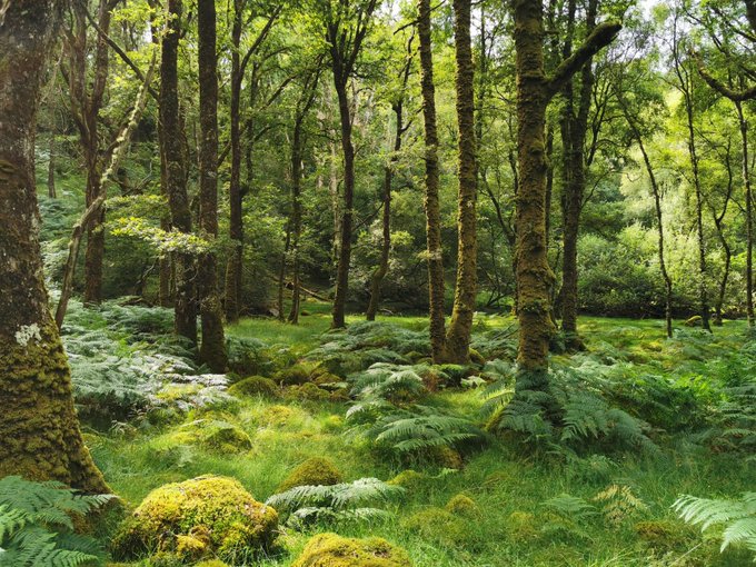 Closing soon (14th) – Rainforest Advisor (Wales) with Plantlife. If you love working in woodlands, have a passion for woodland wildlife and woodland management, and love sharing your enthusiasm, this could be the perfect job for you! 🧵