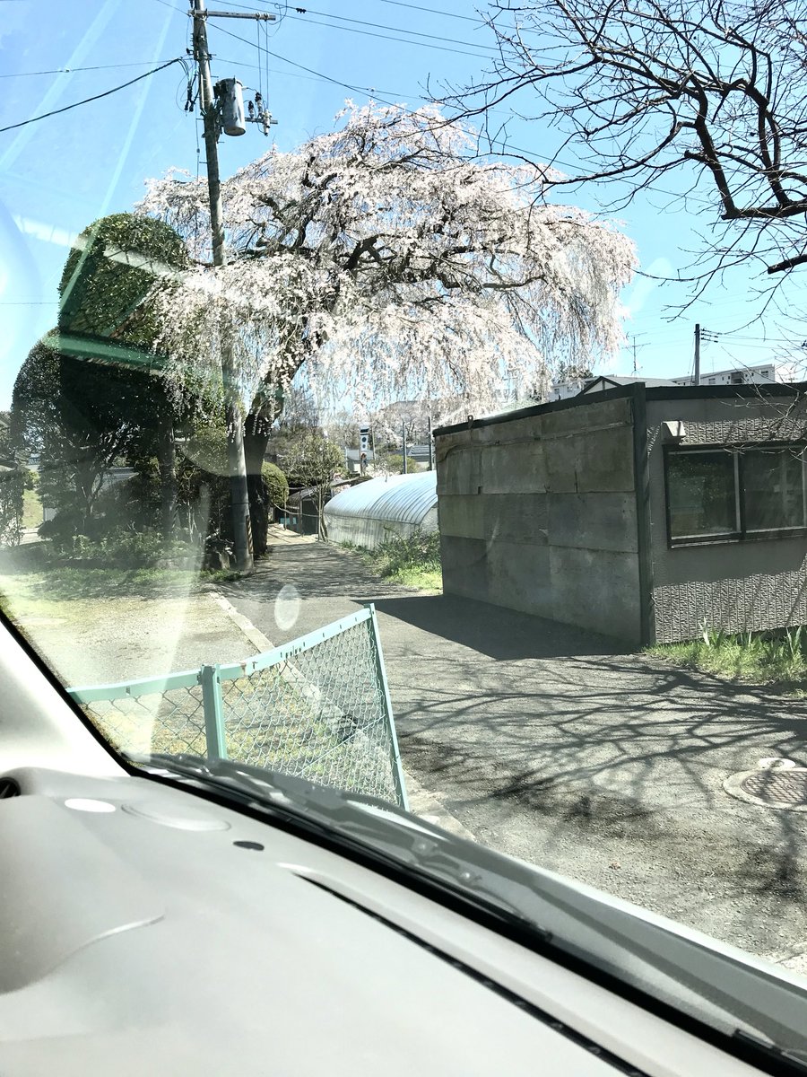 InteCode's tweet image. 通りかかった先の民家に見事な #桜の木 がありました✨
思わず車内から撮影してみましたが、今年の桜が見られるのもあとわずかと思うと少し切なくなります🥹