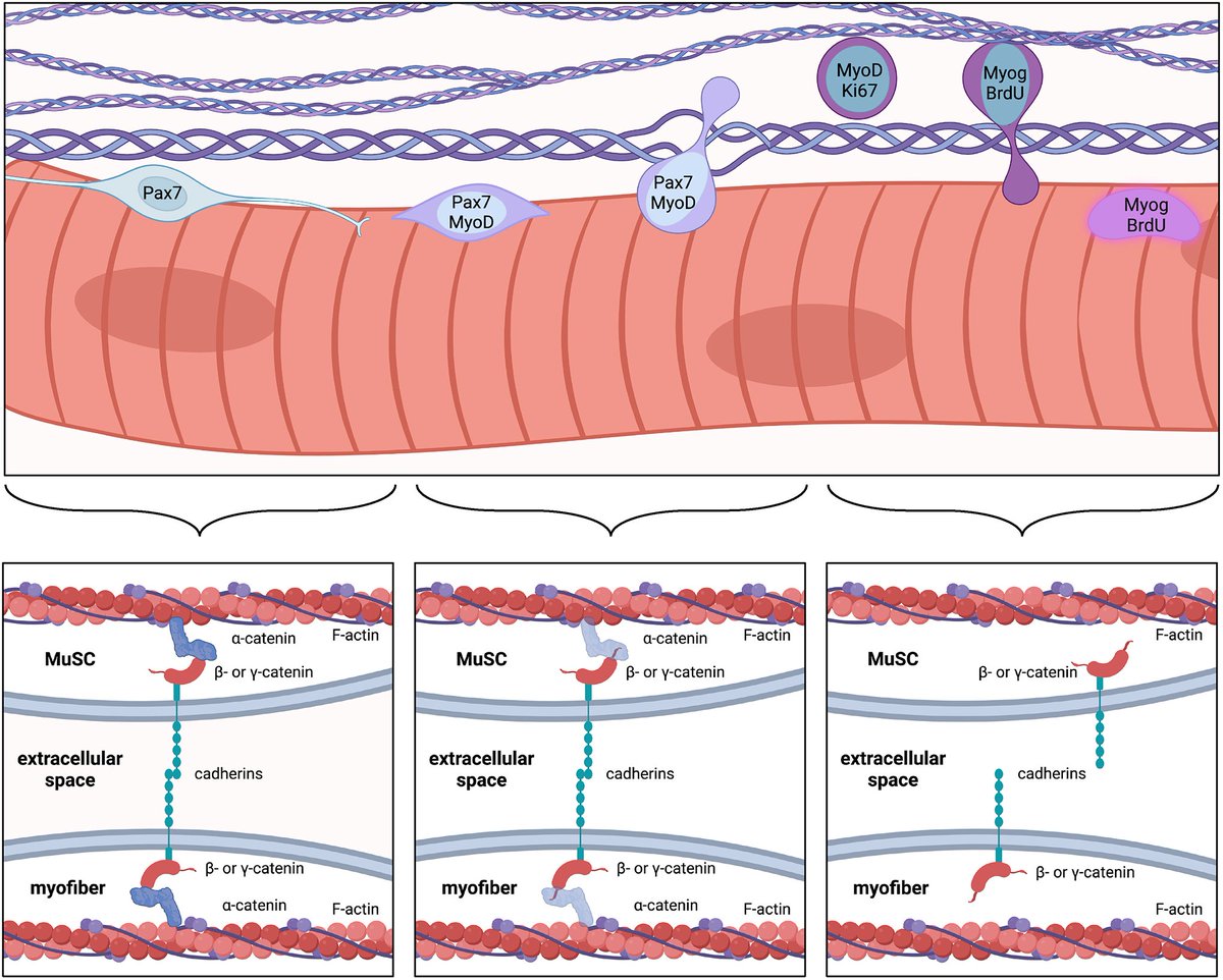 Read the #OpenAccess Stem Cells and Regeneration Article 'Cadherin-dependent adhesion is required for muscle stem cell niche anchorage and maintenance' here:

journals.biologists.com/dev/article/15…