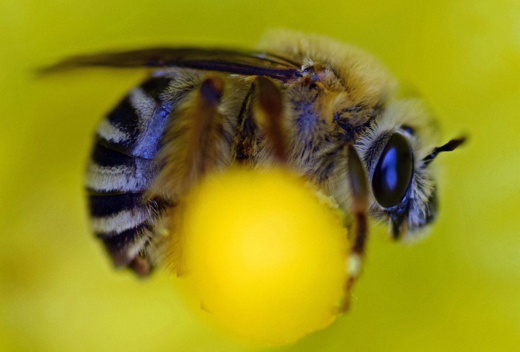 I really need to make a video about squash bees…if you were to read my mind, a good 70% of the time they’re flying around in there. How could they not be?! Just look at them!! 😍