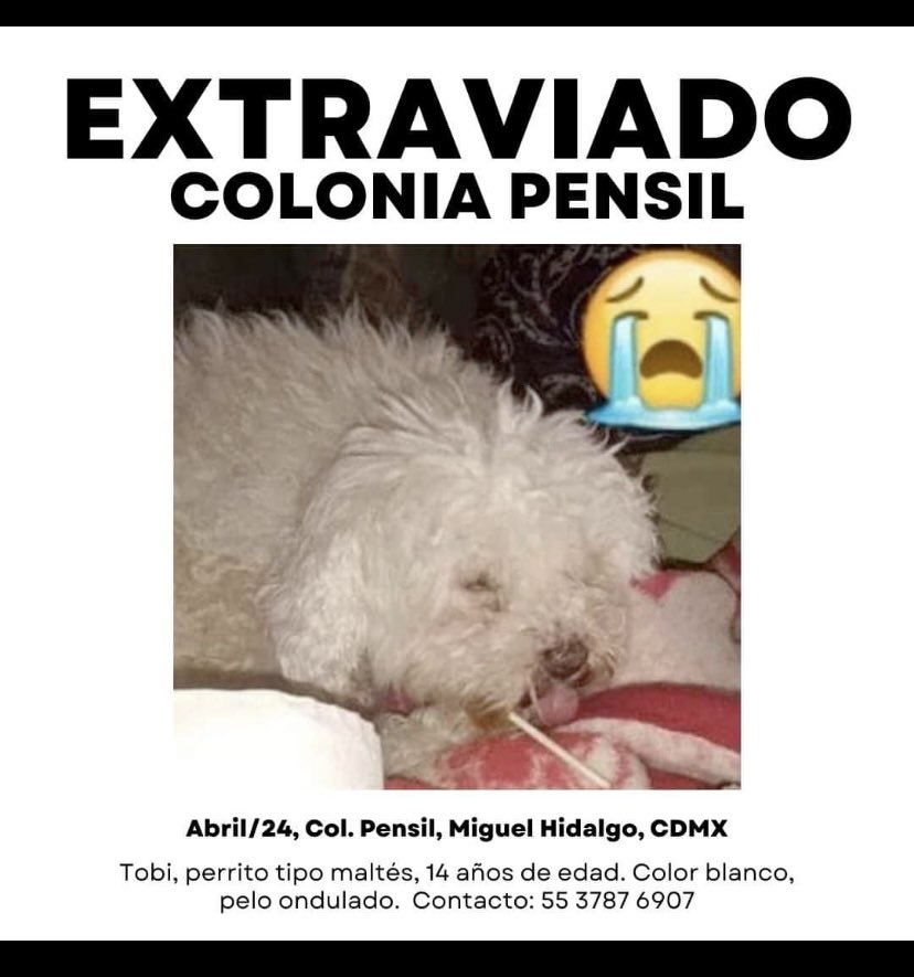 🚨🚨🚨TOBI perrito viejito perdido, ayúdanos a encontrarlo por favor !!! @SBASANEZ @laloespana @EsEstra @LicAnimalista @misslagunera @emalaris