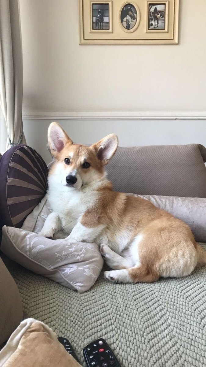 perfect shoot🧡  

credit 📸:@pinterest 

#corgidog #corgibutt #corgilove #corgipuppy #corgilife #corgicute #corgiworld #corgibest