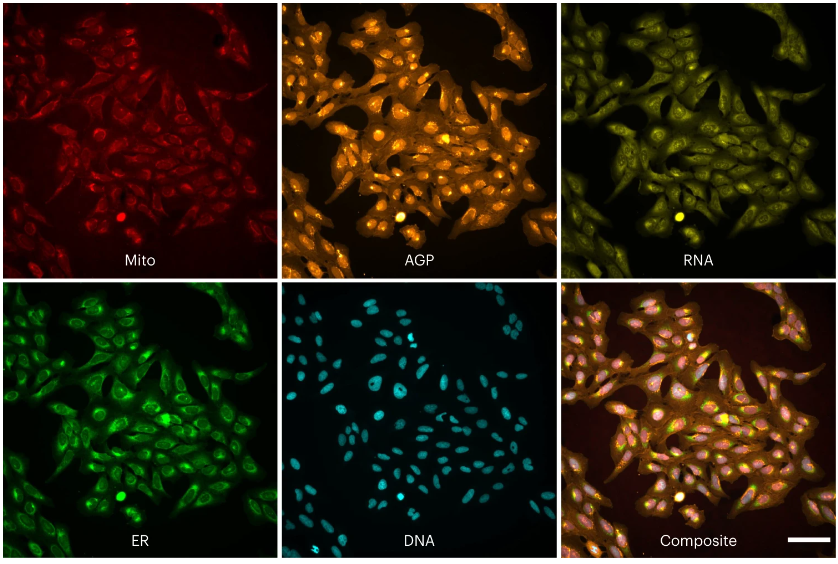 Out yesterday from the Singh and Carpenter labs! The CPJUMP1 Resource comprises Cell Painting images and profiles of 75 million cells treated with hundreds of chemical and genetic perturbations. nature.com/articles/s4159…