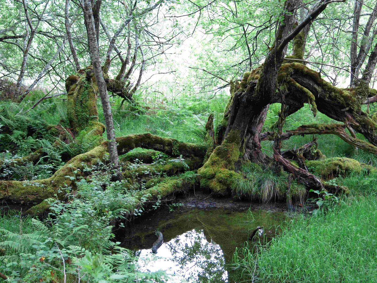 Is anything more wonderful than ancient trees? Here are some of most Britain's most famous: the @FortingallYew 5k yrs old (allegedly), the Birnham oak & sycamore and lastly my favourite the oldest goat willow (nr Struay) in UK, which is more entire ecosystem than solitary veteran