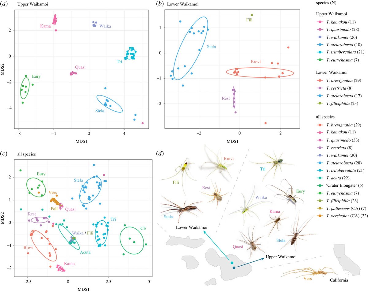 Spidey scents—chemicals on spider silk signal species recognition for males looking for a suitable mate: ow.ly/mo1l50Rc7aE #ProcB #OpenAccess @neiltsutsui @santiaguetz @Berkeley_Evolab