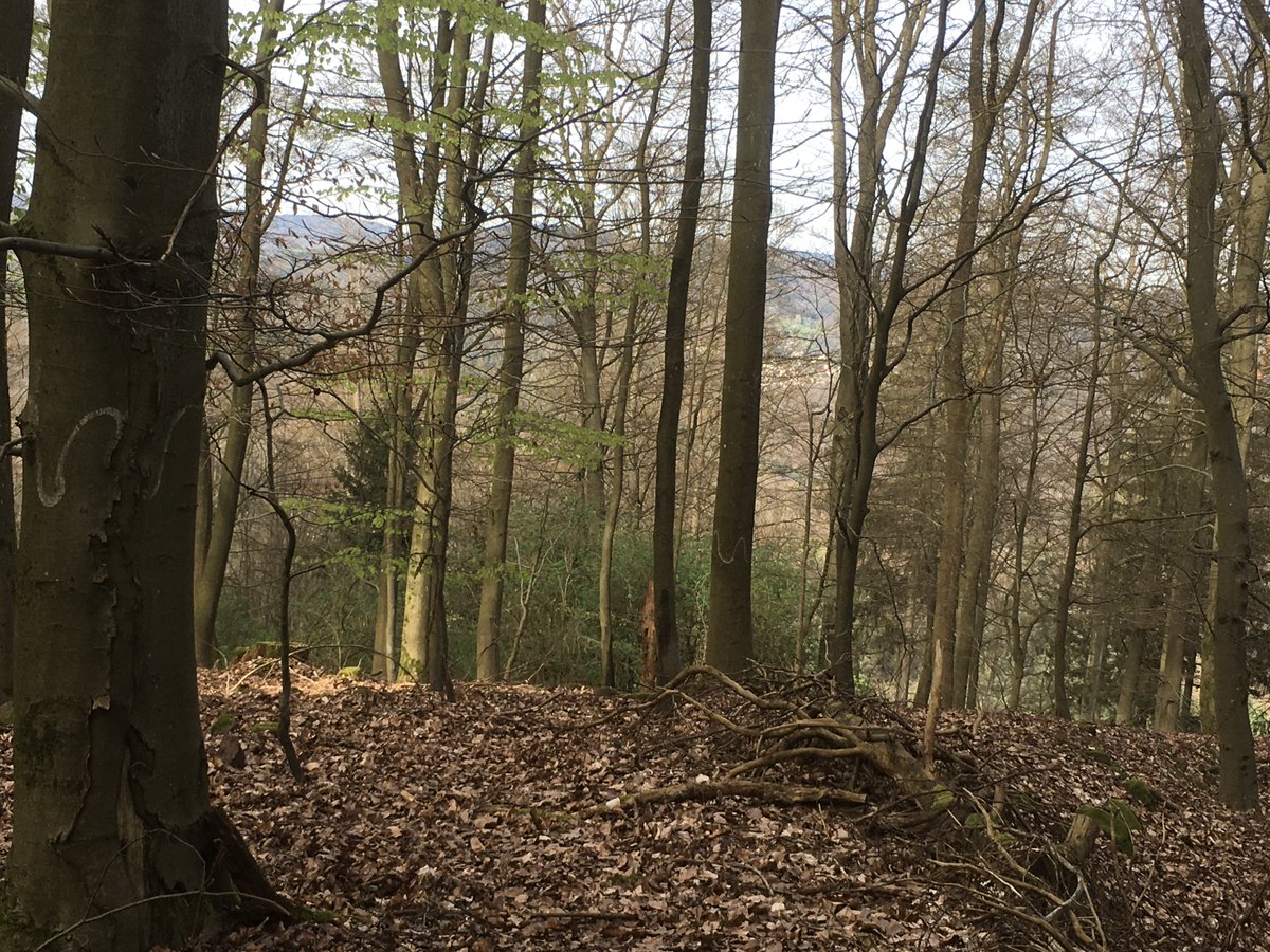 Habitatbäume, Holunderbüsche und Reste von alten Bauwerken auf dem Hartenbühl (473 m) in #Schriesheim / #Dossenheim bei #Heidelberg. Der Platz ist einfach faszinierend. Windindustriezonen haben dort nichts verloren.
#Windkraft
#Odenwald