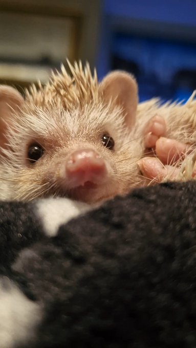 Lily says hi 👋🏻 https://t.co/YDyc5TkZxx