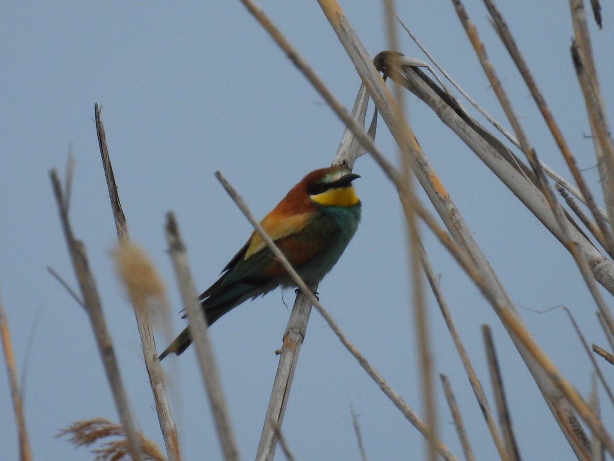 julianallen2009's tweet image. Day 10 That is it sat in Larnaca Airport  departures waiting for flight home .A decent last morning highlights Calandra Lark , 3 Sender b Gull , 4 Gull b tern , Bee eater &amp;amp; 20 Marsh Sands