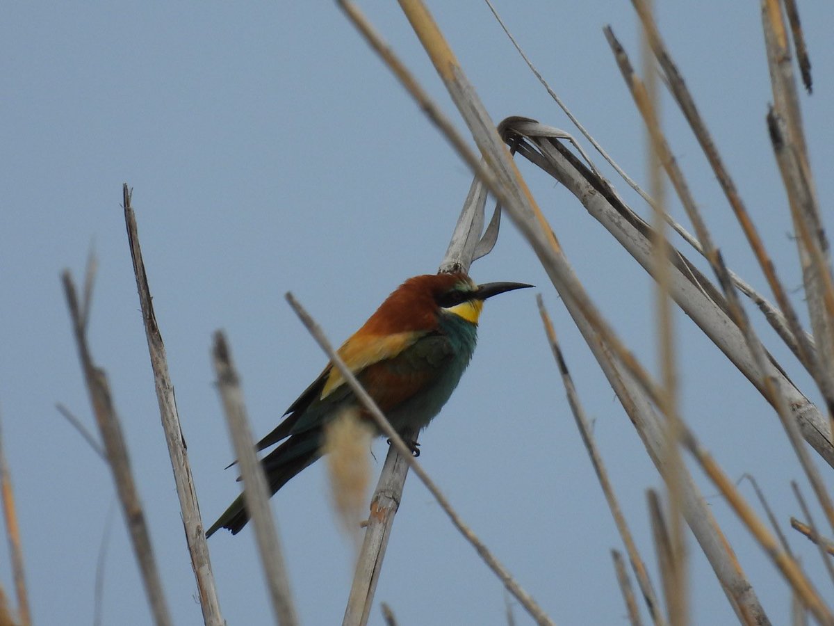 julianallen2009's tweet image. Day 10 That is it sat in Larnaca Airport  departures waiting for flight home .A decent last morning highlights Calandra Lark , 3 Sender b Gull , 4 Gull b tern , Bee eater &amp;amp; 20 Marsh Sands