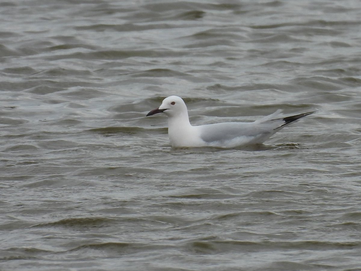 julianallen2009's tweet image. Day 10 That is it sat in Larnaca Airport  departures waiting for flight home .A decent last morning highlights Calandra Lark , 3 Sender b Gull , 4 Gull b tern , Bee eater &amp;amp; 20 Marsh Sands