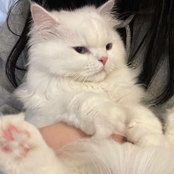 ขอปะแป้งหน่อยคร้าฟ                       ค่ะ (ออกปัย)