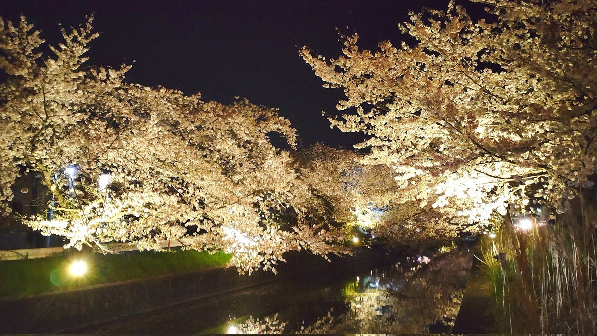 昨日は雨風強く桜が散ってしまわないか心配でしたが、今日もしっかり花を咲かせています🌸こちら、土浦は新川（城北町）の桜ライトアップ💡4月14日まで18〜22時にライトアップされています💡帰り際にパシャリ📷関東鉄道本社のご近所ネタでした👌