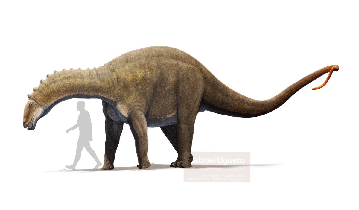 Short neck and long tail Dicraeosaurus hansemanni