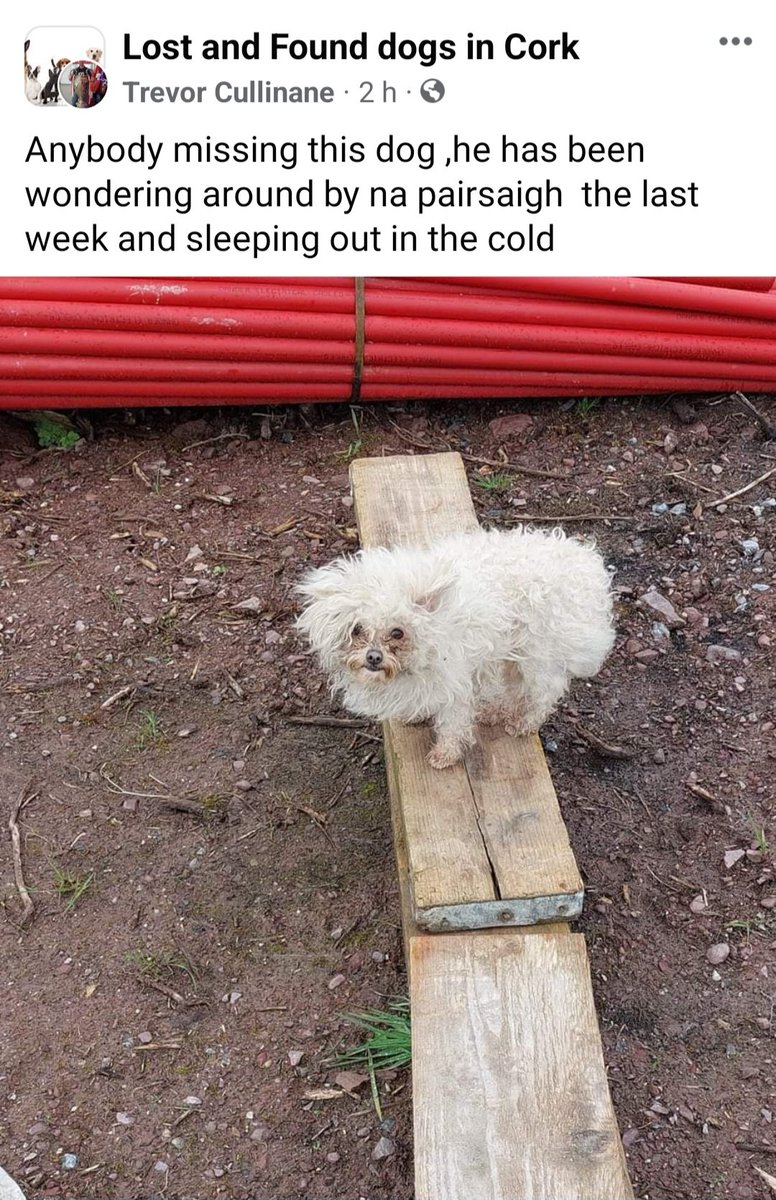 catlowry54's tweet photo. Poor little love sleeping in a container on a building site in #Cork &amp; so many ppl trying to catch but no luck so far...just in case stolen &amp; dumped #doglost #dogfound https://t.co/4MSeHlWM6l