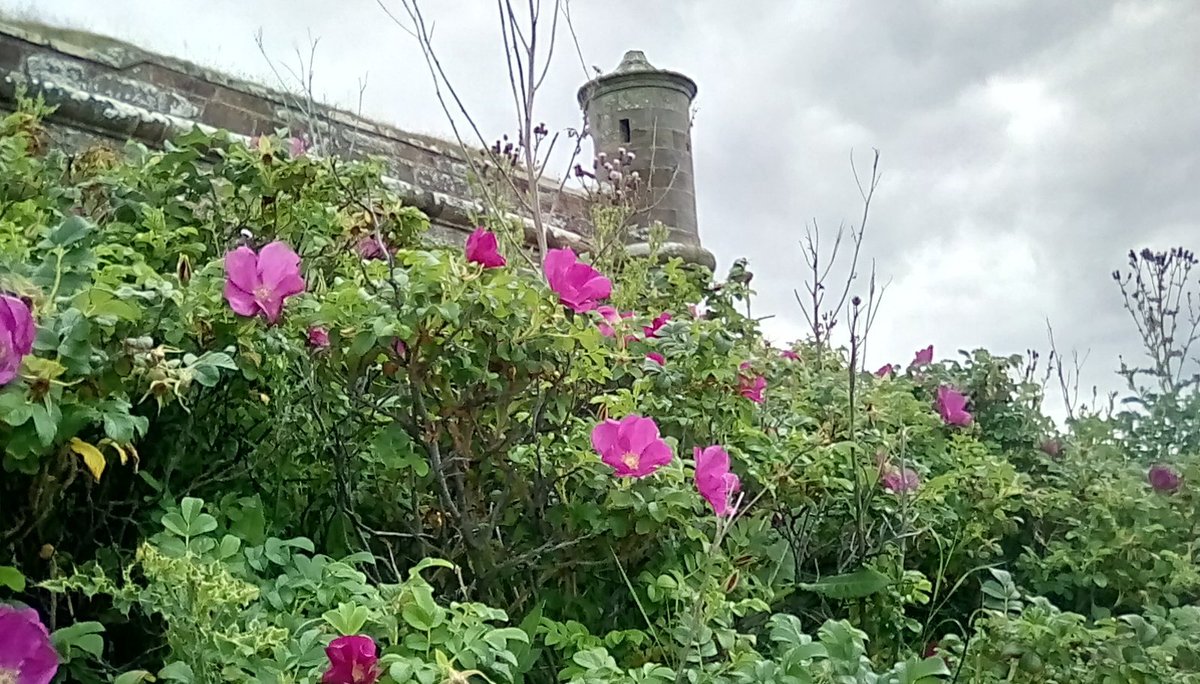 From August, for #RoseWednesday 🌹- Fort George 🏰