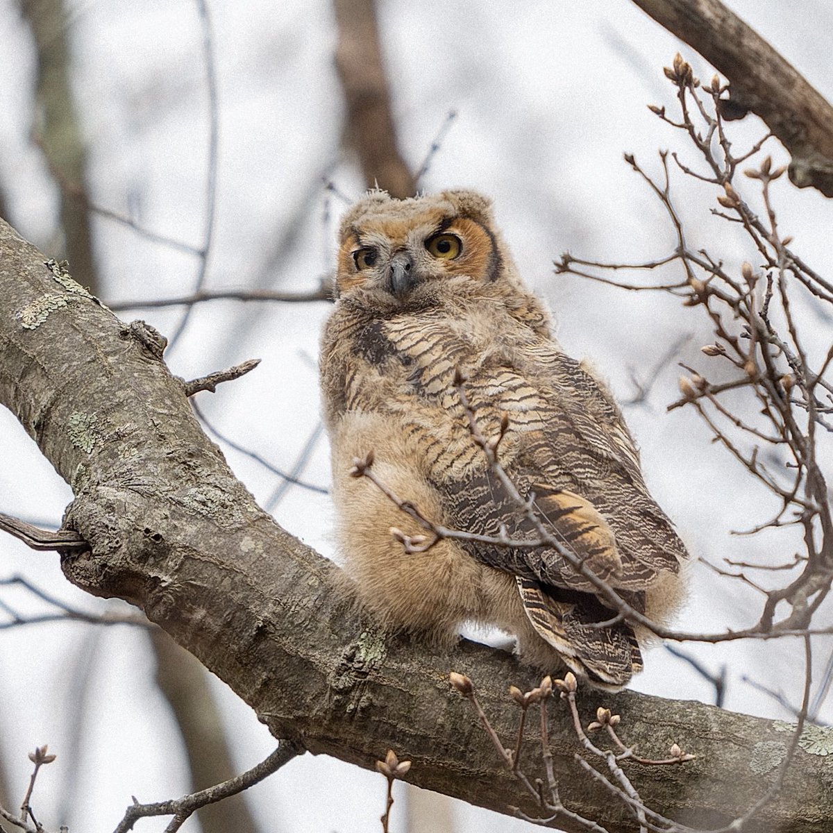 It’s owlet season! One of my favorite times of the year! This Great Horned Owl on Long Island has left the nest and is exploring the park while the parents keep a close watch.💕🦉 #birds #birding