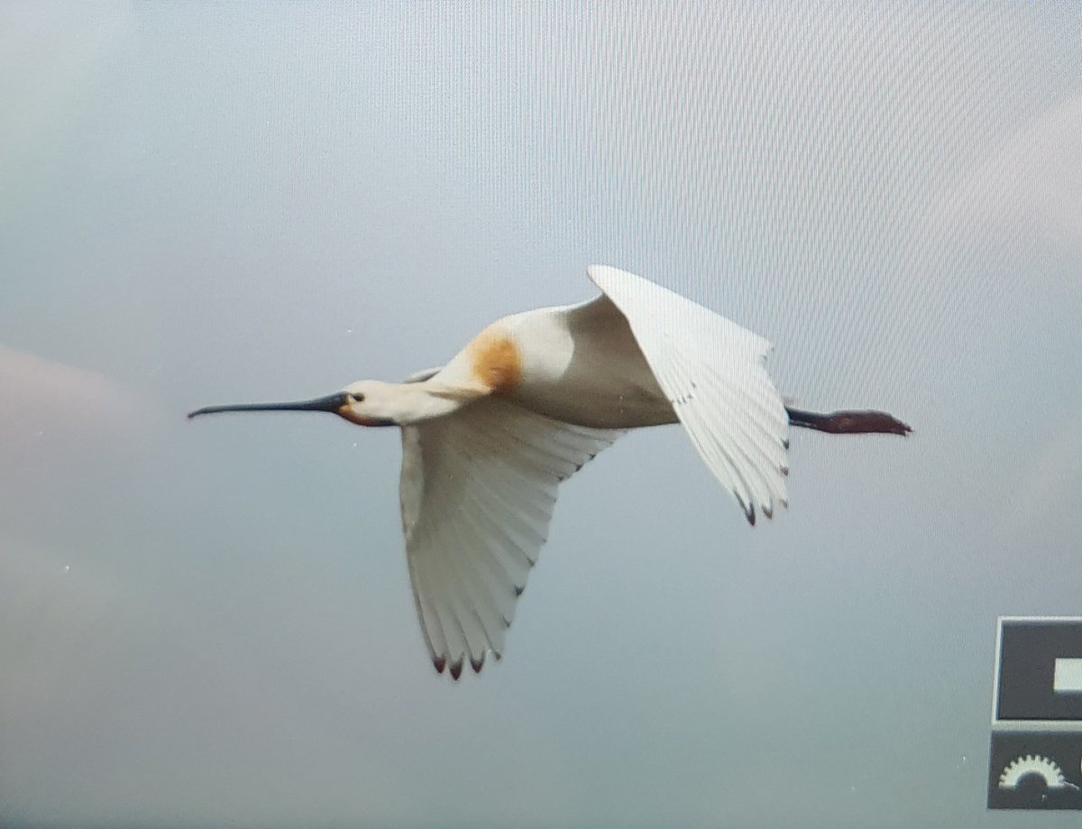 Spoonbill flew over and around Filey Dams a few times this morning but refused to land.
@FileyBirdObs @nybirdnews