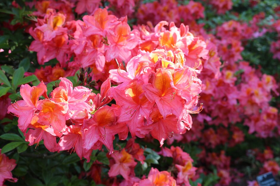 🌸 Discover the wonderful world of rhododendrons with stunning displays, expert advice and beautiful plants for sale at the RHS National Rhododendron Show here at Rosemoor 20-21 April. Read more here rhs.org.uk/gardens/rosemo… #RHSShows #RHSRosemoor #NorthDevon #Rhododendrons