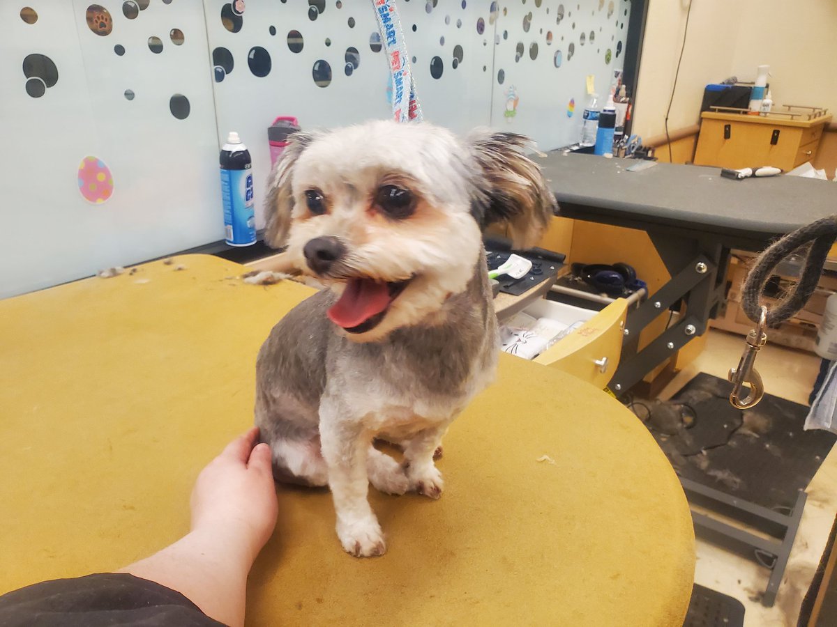 Houndoomy's tweet photo. I keep forgetting to take pics but here's some more haircuts I've done lol https://t.co/ZtxenOpx2E