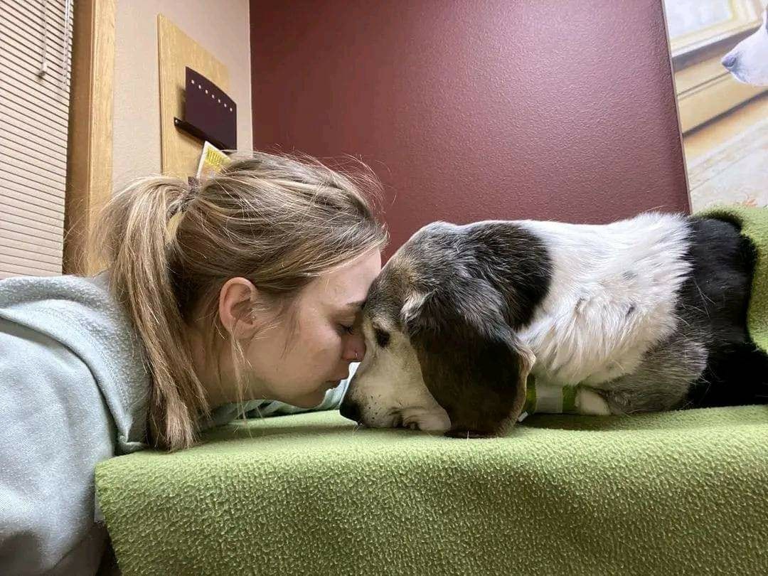 I went to the shelter almost five years ago and asked which dog had been there the longest, and wasn’t likely to be adopted. They directed me toward Captain, a nine year old Bassett who had lost his owner unexpectedly. He was slow moving, and I didn’t know how much life to expect…