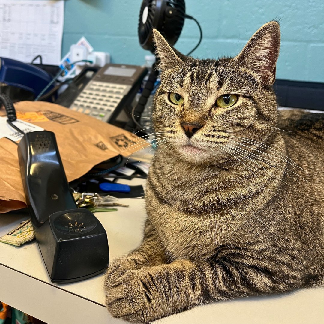 There is 3 hours left to call and make a donation for the #GivingChallenge2024 I am so very patiently waiting by the phone! Make your donation to support kitties like me! (bit.ly/4atJ0tv) Or call (941) 366-2404 & I’ll be waiting by the phone for your call!