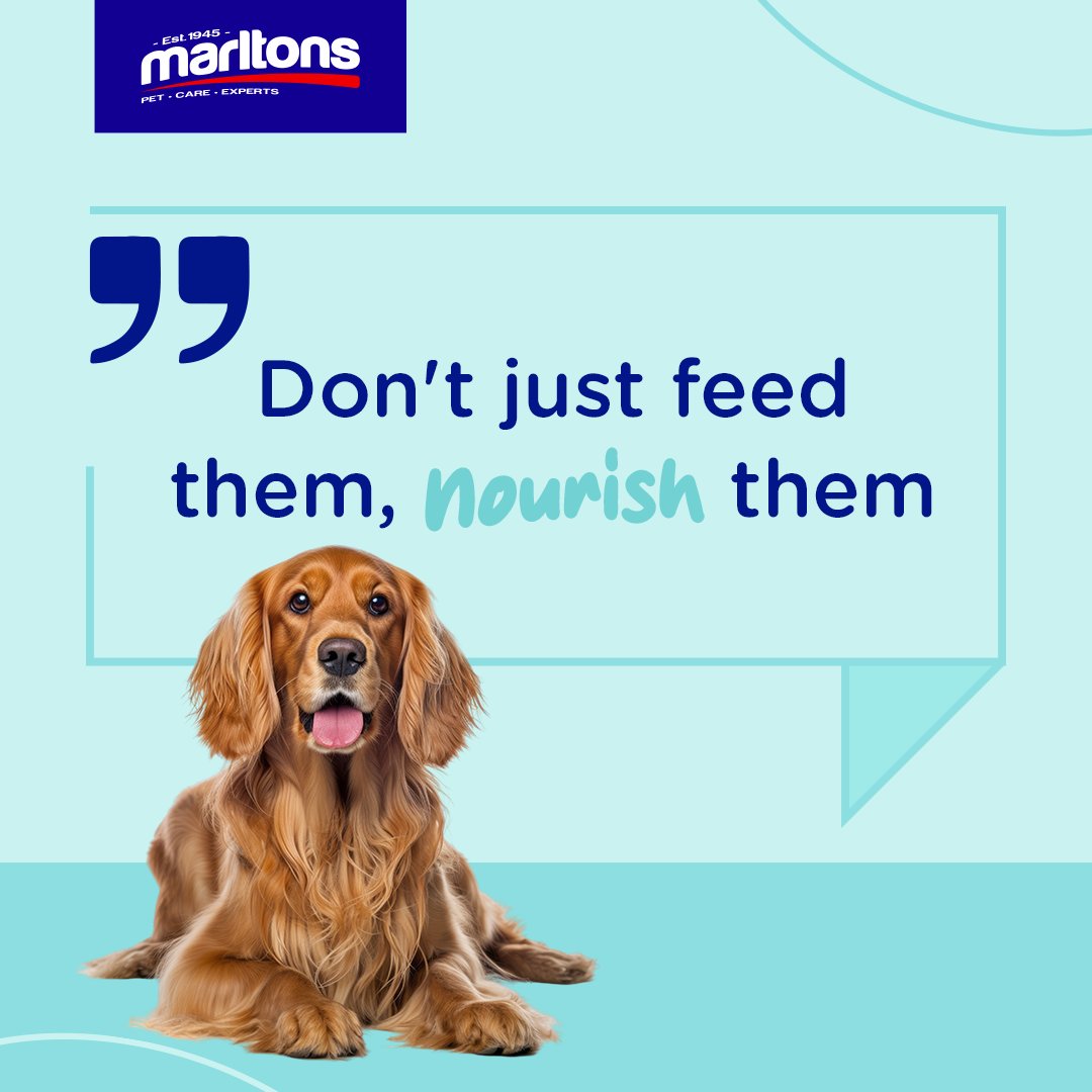 Showing your dog you care, goes beyond just treats and belly rubs. A balanced diet is the foundation of their health and wellness. It provides them with the essential nutrients they need to live a long & happy life. 

#Marltons #PetCare #DogNutrition'#Marltons #PetCare #DogDiet