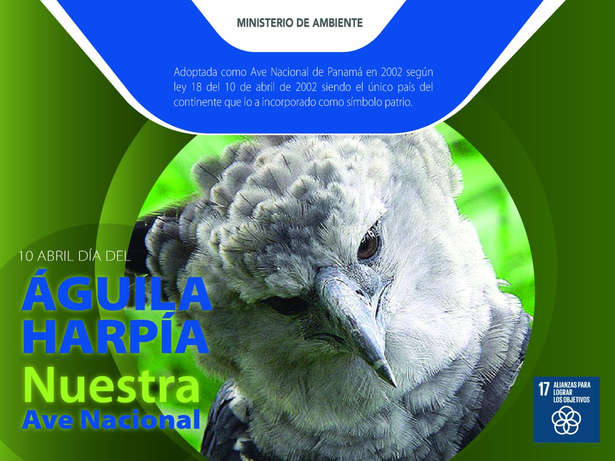 El Águila Harpía es el ave nacional de Panamá. Como panameños, le debemos respeto y admiración por ser el único país de América Latina que la ha elegido como Ave Nacional, a pesar de que se encuentra en casi todo el continente. Fue adoptada según la Ley 18 del 10 de abril de 2002