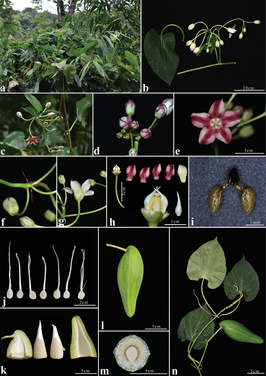 Researchers have discovered #newspecies of Cynanchum in China. 🔗 doi.org/10.3897/phytok… #Apocynaceae #dogbane #taxonomy