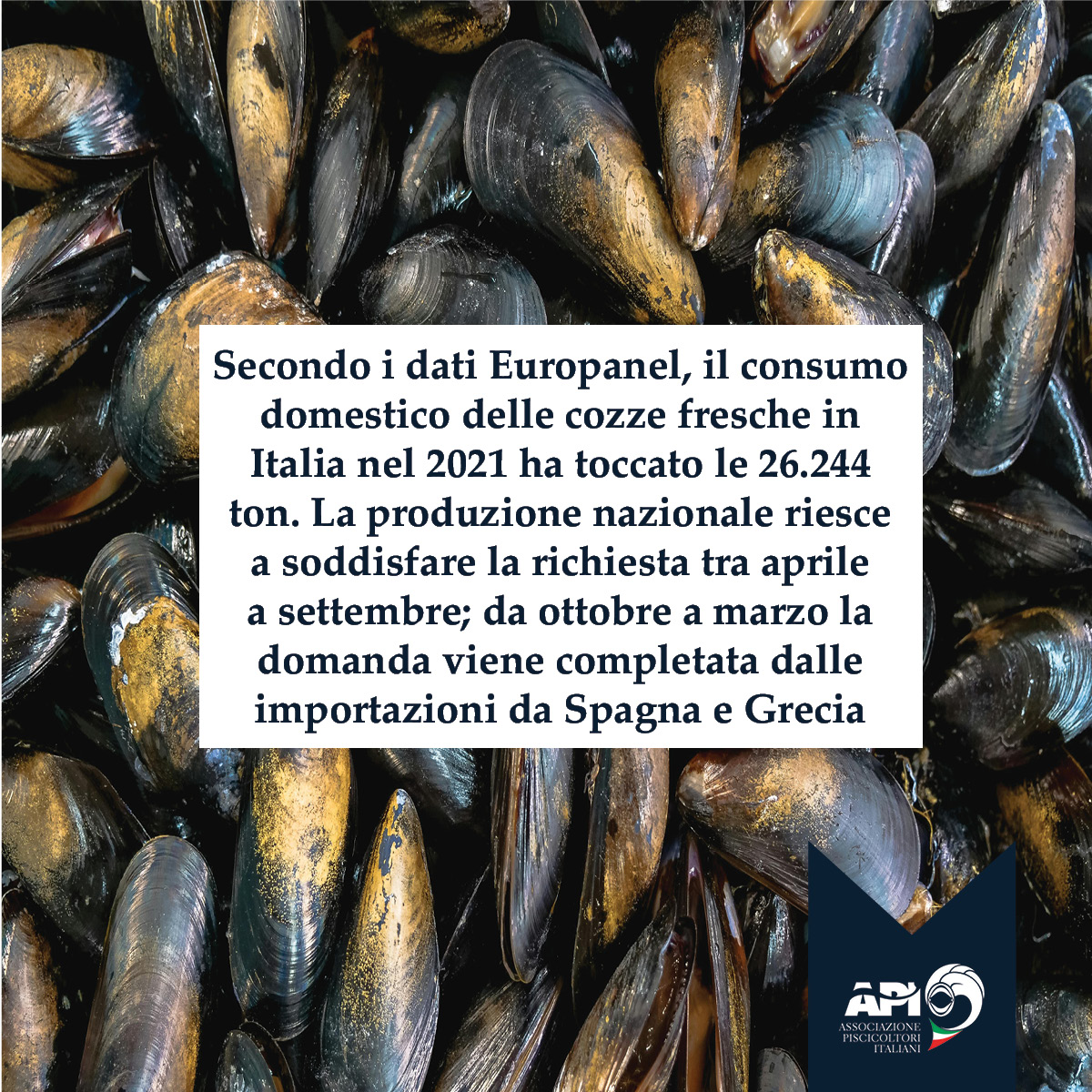 Nel 2021, l'Italia ha consumato 26.244 ton di cozze fresche. Produzione nazionale da aprile a settembre; importazioni da Spagna e Grecia da ottobre a marzo. 📊🦪 #AcquacolturaSostenibile #acquacoltura #Cozze #europanel #sostenibilità #Italia