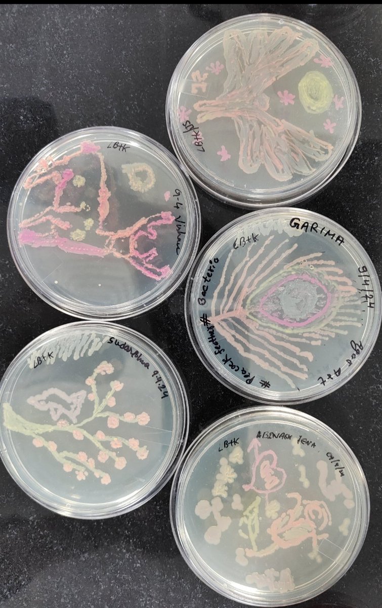 Day 3 #ADSB2024 @iitjodhpur 
Agar art ...w/ strains from @ATinyGreenCell - thank you!
@smanoharan_naan , @bsbe_iitj , @ContamClub, @ASMicrobiology