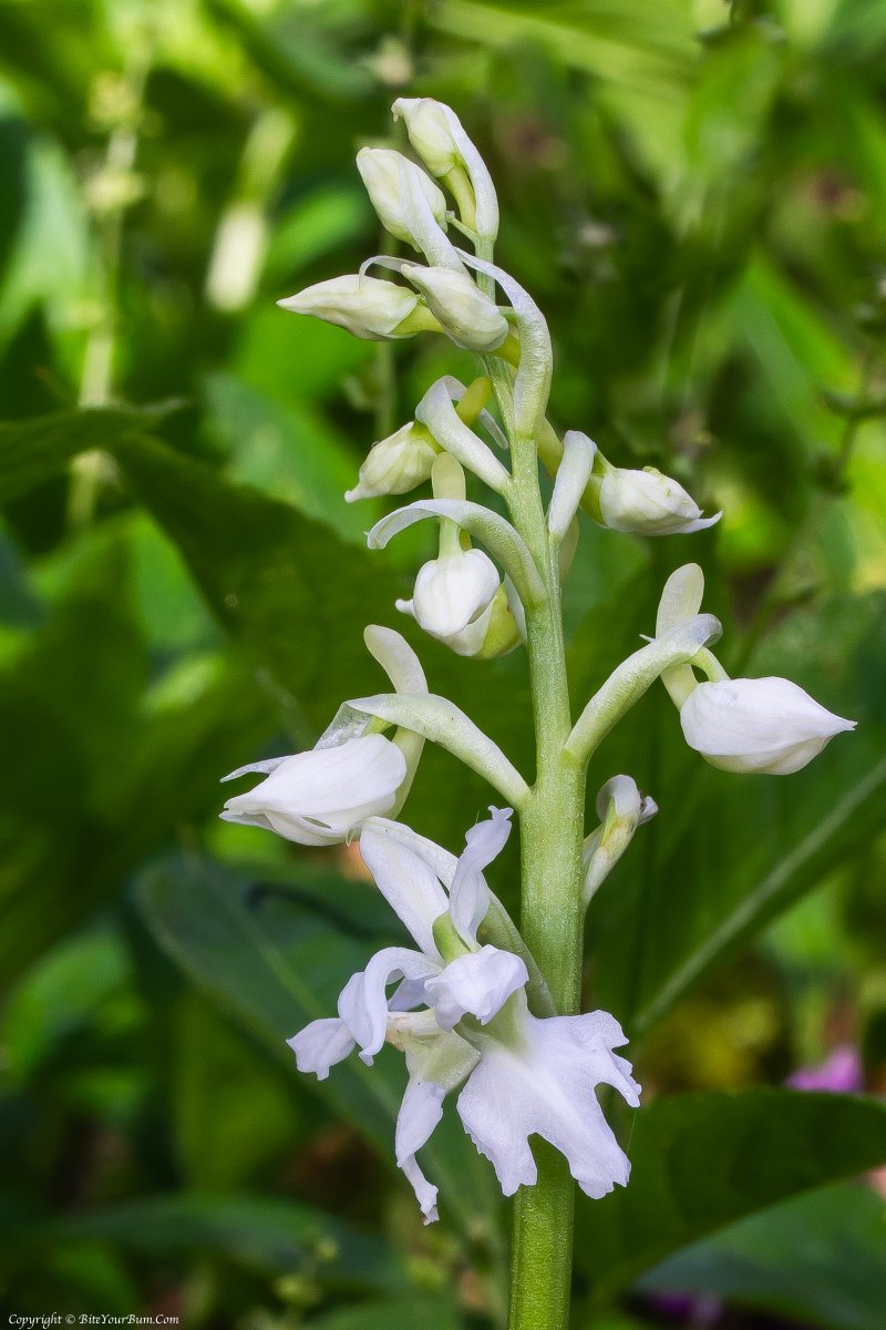 Found amongst dozens of normal flowering Early Purple Orchids on the South Downs N.P. -10 April 2024 Orchis mascula var. alba @ukorchids @HardyOrchidSoc @IUCN_Orchids @Britainsorchids @SussexWildlife @BSBIbotany @Sussex_Botany @wildflower_hour @sdnpa @Ranger_sdnpa